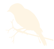 oiseaux_nature